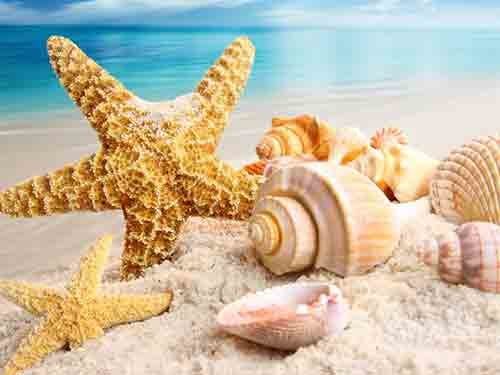 Seashell