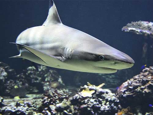 Sharks