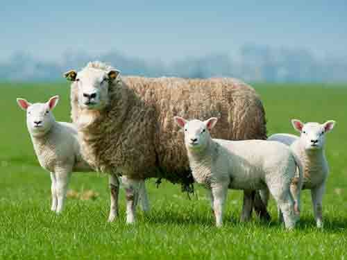 Sheep