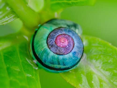 Snail