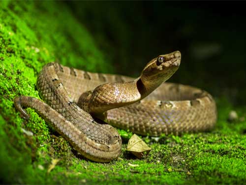 Snakes