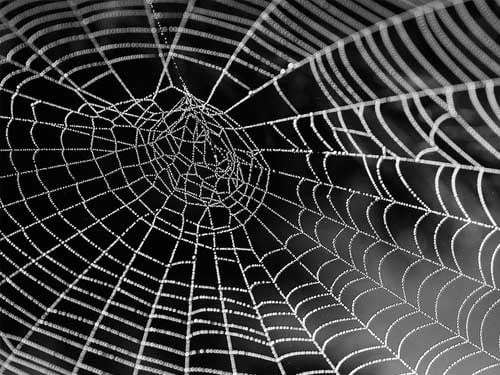 Spiders