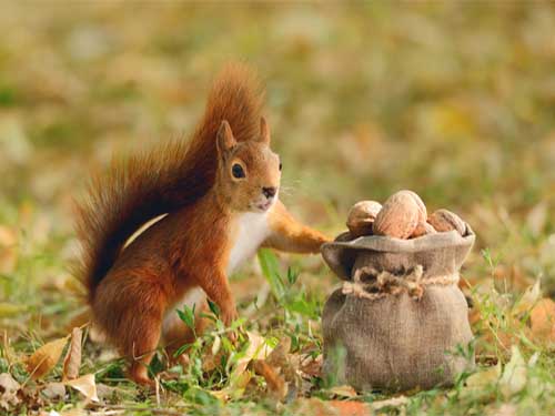 Squirrel