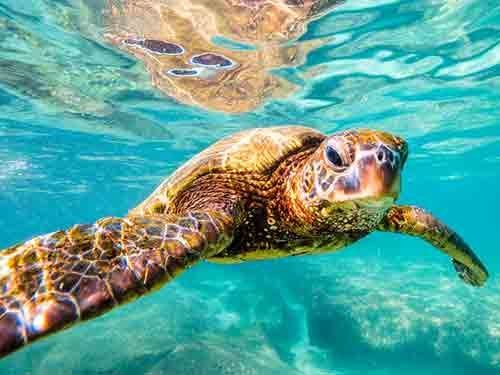 Sea Turtle