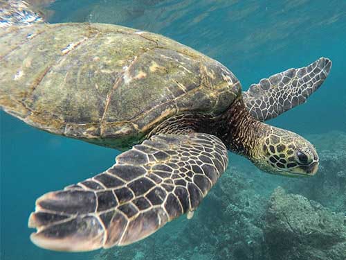 Sea Creatures