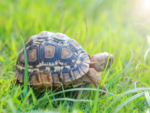 Turtles