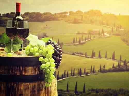 Vineyard