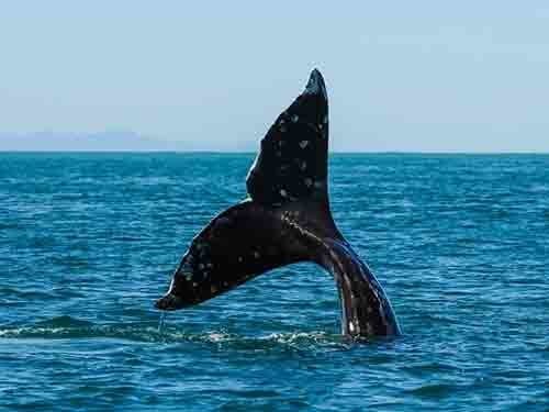 Whale