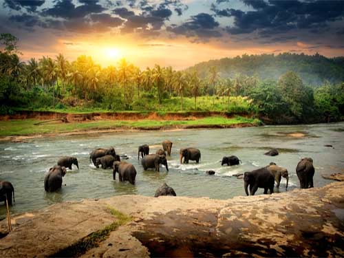 Wildlife