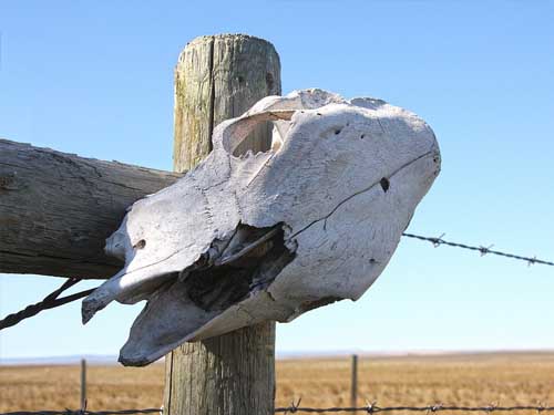 Wild West