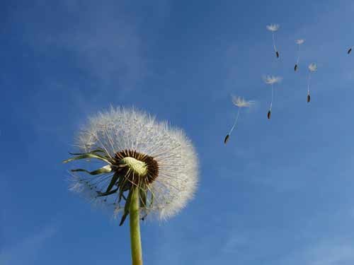 Wind
