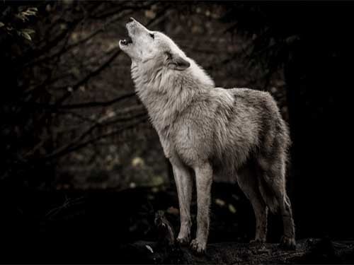 Wolves