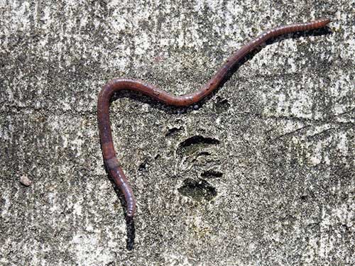 Worms