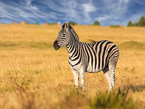 Zebra