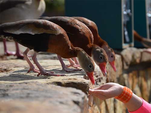 Zoo