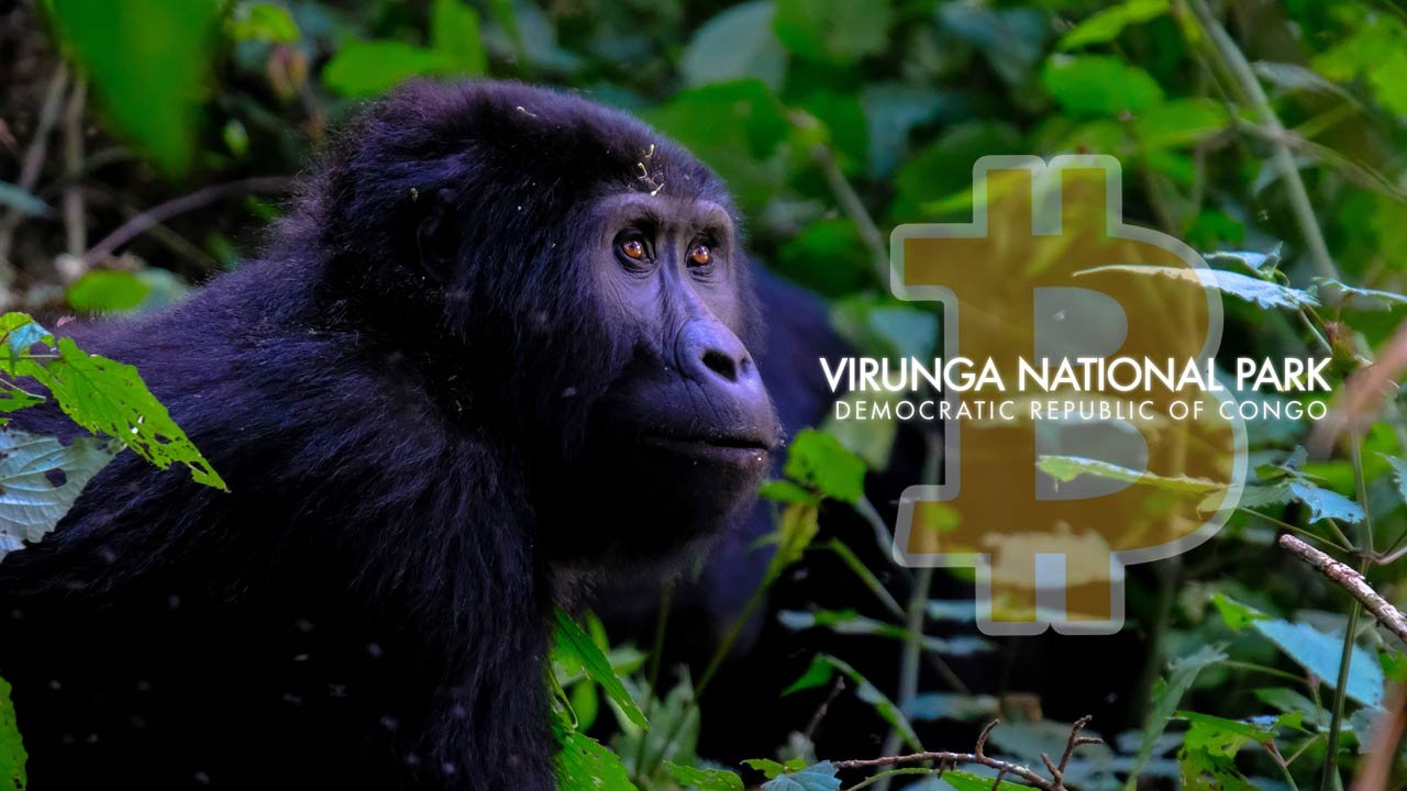 Cryptocurrency Lifeline for Africa's Oldest Wildlife Conservancies